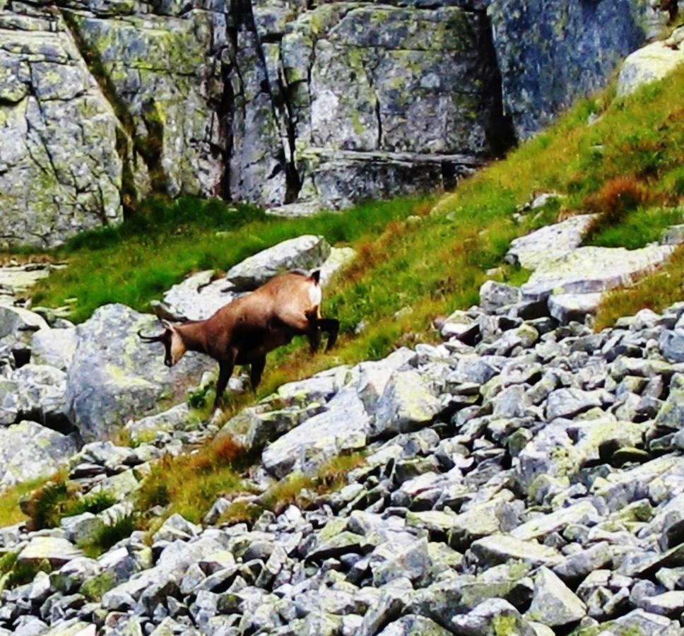 Penzion Alfa Tatry Stará Lesná Exterior foto